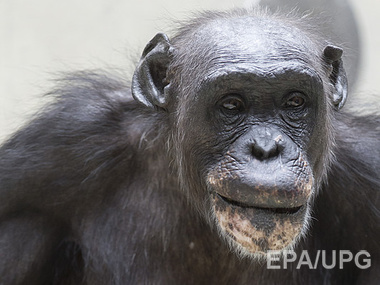 Суд в США отказался наделить шимпанзе человеческими правами