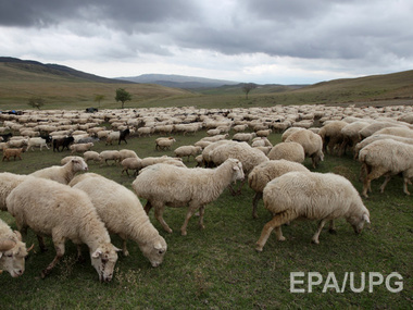 The Daily Mail: Британские ученые установят точки Wi-Fi на сельских овцах