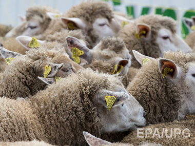 В оккупированный Крым не пустили 375 овец