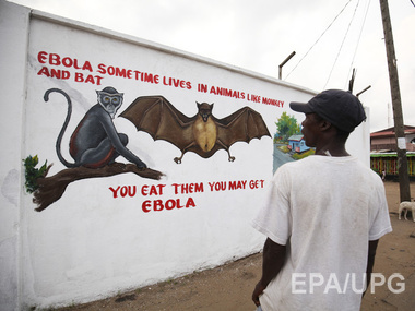 ВОЗ: Количество жертв вируса Эбола выросло до 8,4 тыс. человек