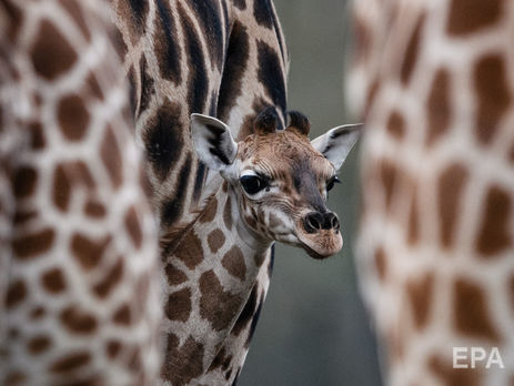 ﻿Жирафи потрапили до списку тварин, що перебувають під загрозою вимирання