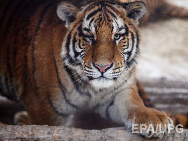 В московском ресторане обнаружили мясо редких тигра и леопарда