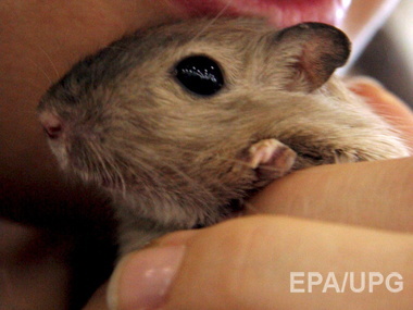 Ученые: Виновниками бубонной чумы в Средневековье могли быть не черные крысы, а песчанки
