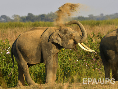 В ЮАР слонов учат искать взрывчатку