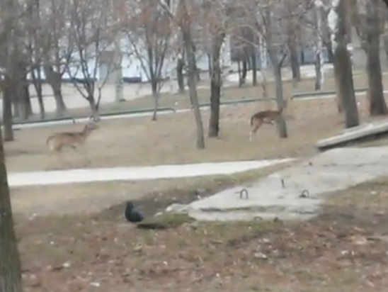 СМИ: По Мариуполю бегают олени. Видео
