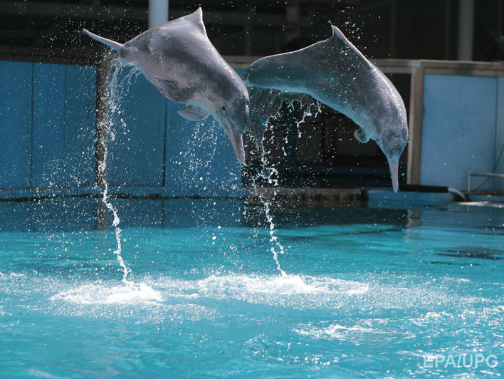 Рада запретила передвижные зоопарки и дельфинарии без морской воды