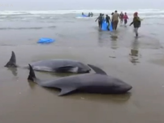 В Японии на берег выбросились 149 дельфинов. Видео