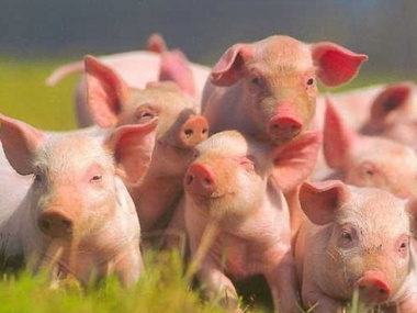 На Луганщине от чумы погибло пять свиней