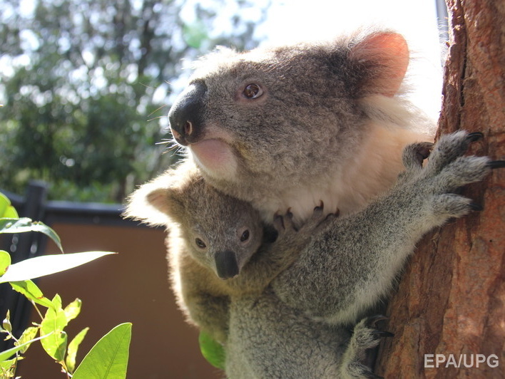 Австралийские власти хотят усыпить коал в штате Виктория