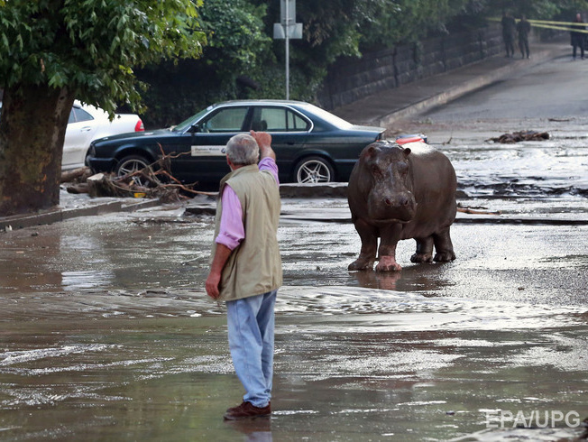 Наводнение полностью уничтожило часть тбилисского зоопарка, погибло много животных