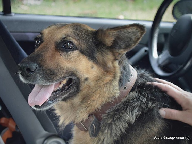 Батальон "Сечь": Хозяева найденной в Песках овчарки узнали собаку по сюжету в СМИ и вернулись за ней