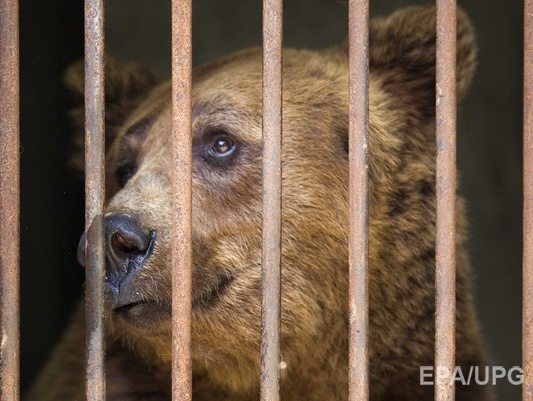 МВД РФ: В Томске медведь напал на посетительницу кафе