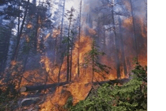 МВД: В результате обстрела боевиков в Станице Луганской загорелся сосновый лес