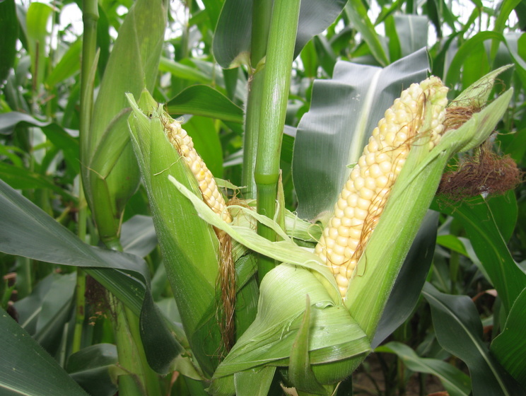 В текущем маркетинговом году Украина закрыла основные объемы импорта кукурузы в Китае