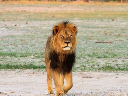 Зимбабве требует у США экстрадировать убившего знаменитого льва Сесила американского дантиста Палмера