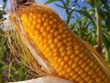 ЕС разрешил выращивать генетически модифицированную кукурузу