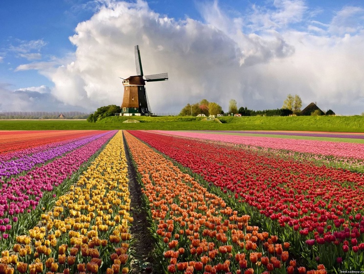 Россельхознадзор проведет консультации с Еврокомиссией по поводу голландских тюльпанов