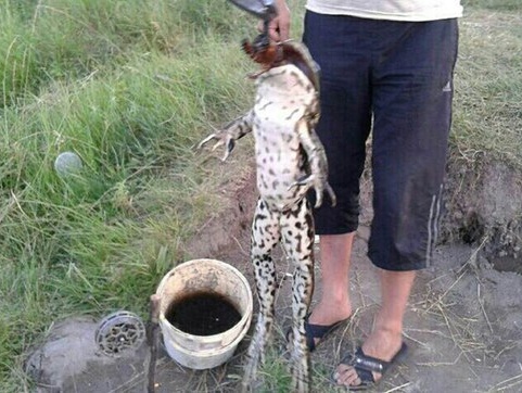 В Херсонской области поймали огромную жабу