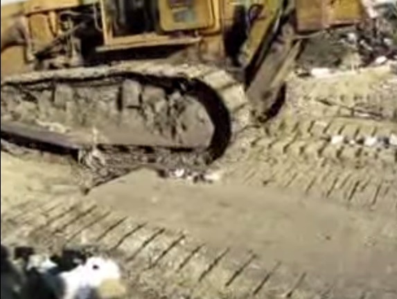 В Татарстане использовали бульдозер для уничтожения тушек трех "санкционных" гусей. Видео