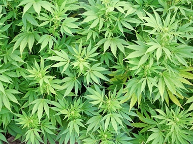 В Бразилии задумались о легализации марихуаны