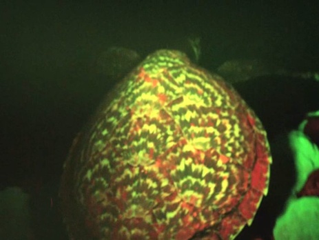 Ученые нашли светящуюся в темноте черепаху