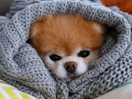 Хвостатые знаменитости: самые прибыльные животные в интернете