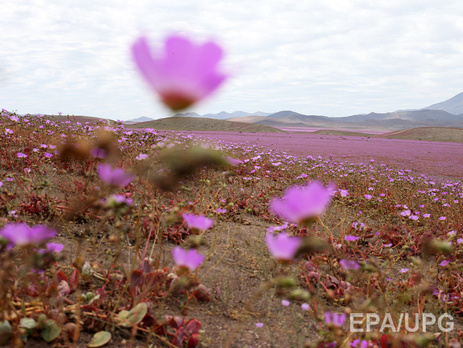 Пустыня Атакама впервые за 18 лет покрылась цветами. Фоторепортаж