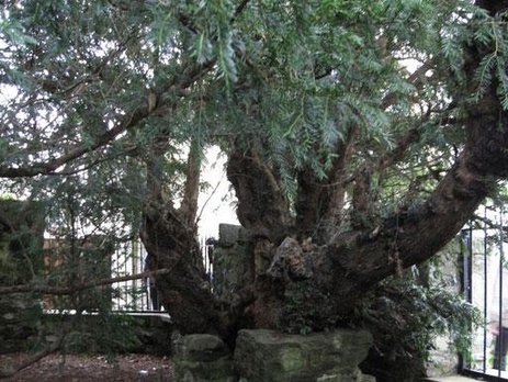 Старейшее дерево Великобритании начало менять пол