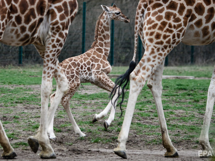 ﻿Миколаївський зоопарк оголосив тендер на ProZorro із перевезення трьох жирафів