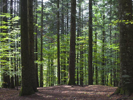 Испанского врача нашли в лесу в Италии спустя 20 лет после исчезновения