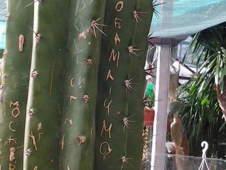 Убрать надписи с кактусов уже не удастся, говорит сотрудник ботсада