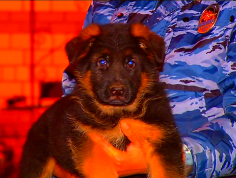 МВД РФ подарит французской полиции щенка на замену погибшему в ходе антитеррористической операции псу Дизелю