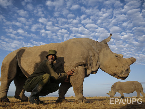 В мире осталось лишь три северных белых носорога