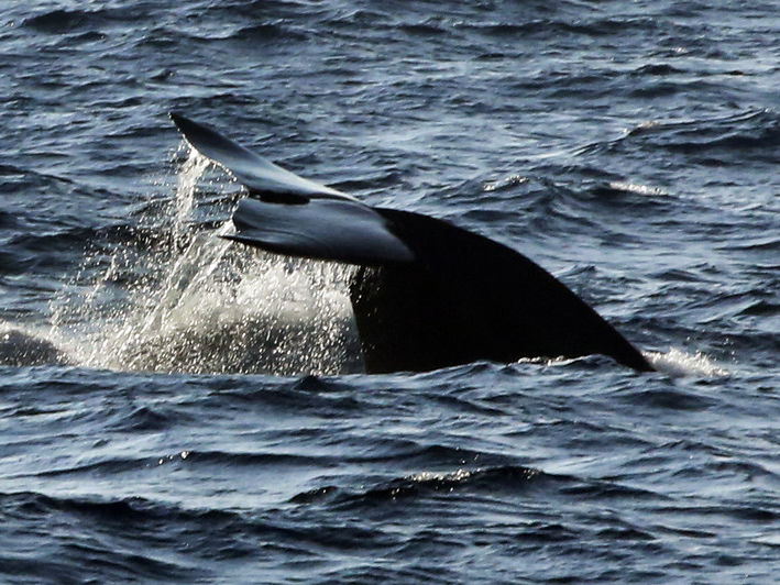 У побережья Канады нашли шесть мертвых североатлантических китов. Этот вид находится на грани исчезновения