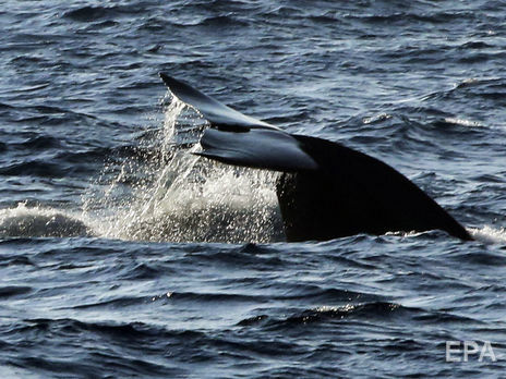 ﻿Японія вийшла з комісії із промислу китів і з 1 липня відновить їх видобуток