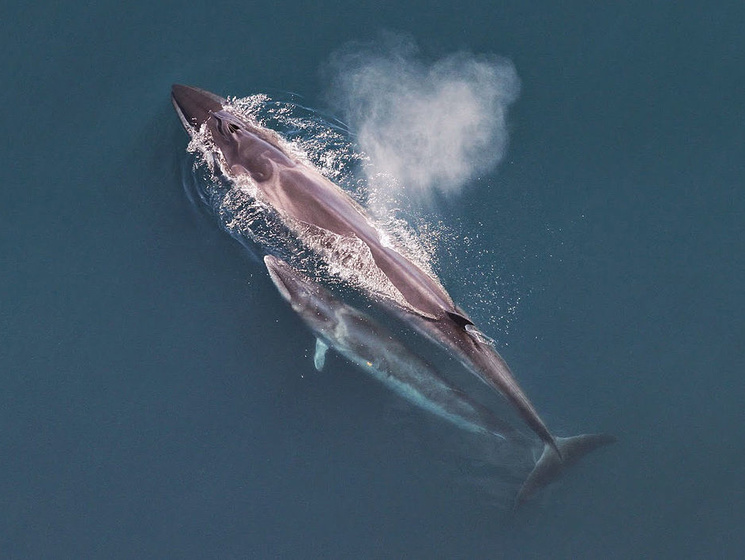 В Чили выбросились на берег более 300 китов