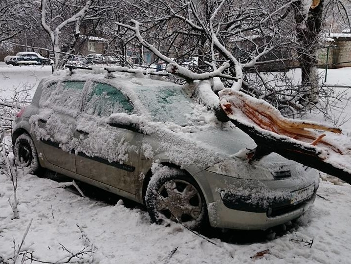 В Харьковской области женщину убило деревом, упавшим от ветра