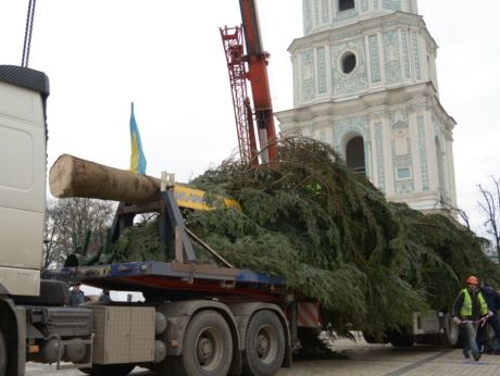 В Киев привезли новогоднюю елку
