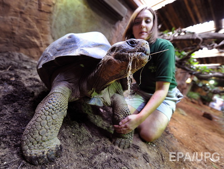 Ученые намерены возродить два вида галапагосских черепах