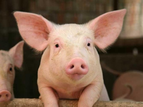 В Полтавской области зафиксировали случай африканской чумы свиней