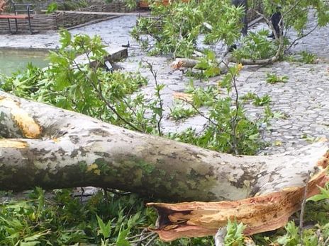 В Азербайджане умерла одна из пострадавших при падении ветки 500-летнего платана