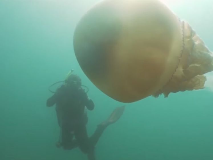 ﻿Біля берегів Великобританії помітили медузу розміром із людину. Відео