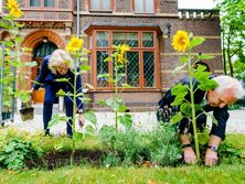 ﻿У голландському Гілверсумі висадили соняшники з насіння, виявленого на полі, де у 2014 році впав малайзійський Boeing. Відео