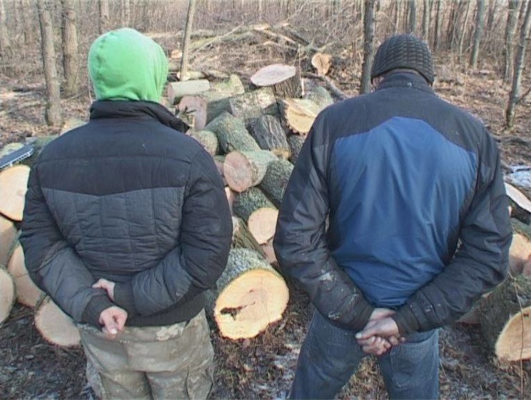 В Днепропетровской области СБУ заблокировала вырубку леса, которая угрожала железной дороге