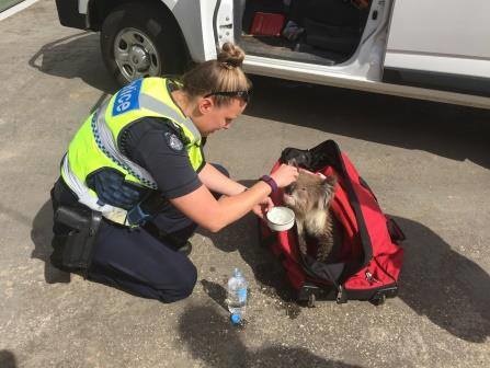 В Австралии полицейские спасли коалу от лесного пожара. Видео