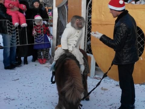 В первый день нового года жителей Керчи развлекали медведь и обезьяна
