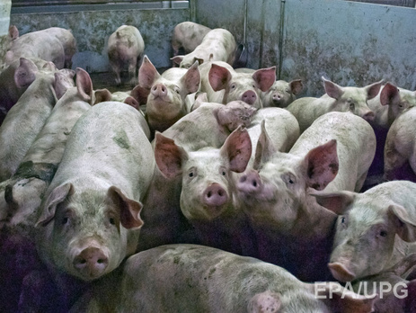 Россельхознадзор с 1 января запретил поставку продукции свиноводства из Украины