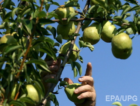 В России раздавили трактором 40 т 