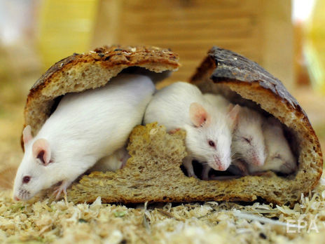 Минздрав Украины предлагает ужесточить требования к косметике и запретить ее тестирование на животных