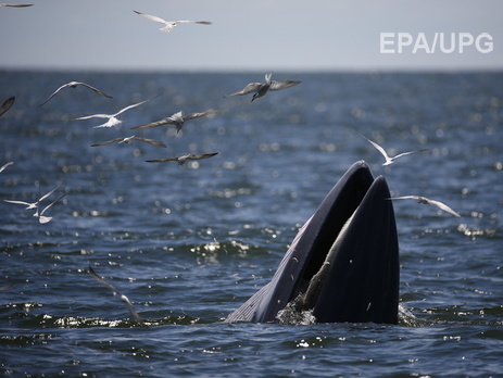 В Японском море пассажирский паром столкнулся с китом
